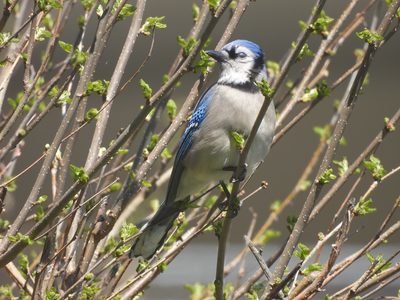 Blue Jay — Perched in spring foliage