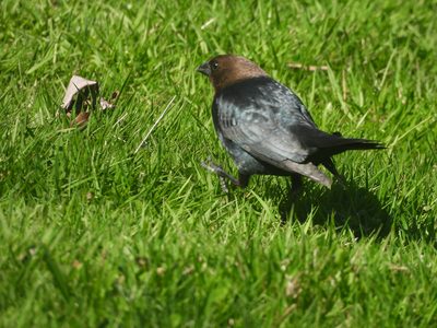 Brown-headed Cowbird — Male on grass, iridescent body