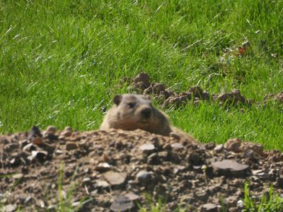 Groundhog — Alert at the burrow entrance