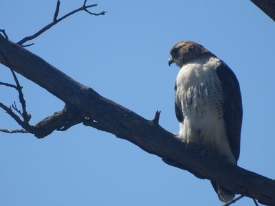 Red-tailed Hawk — Perched against a blue sky