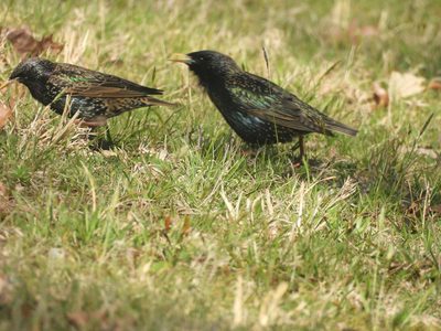 European Starling — Breeding-plumage pair, one in song