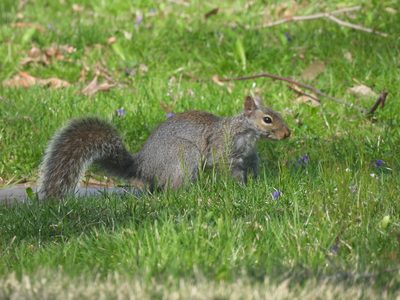 Eastern Gray Squirrel — Side profile among grass and violets