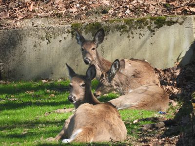 White-tailed Deer — Group bedded down, one looking at camera