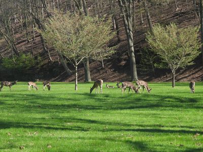 White-tailed Deer — Herd grazing under trees