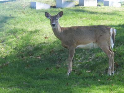 White-tailed Deer — Doe portrait with direct eye contact
