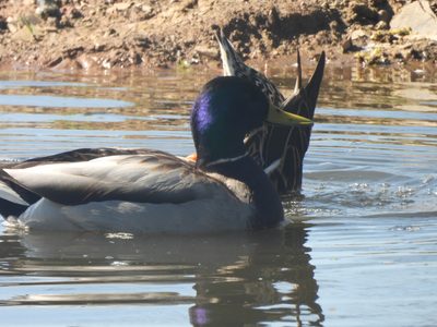 Mallard — Pair interacting