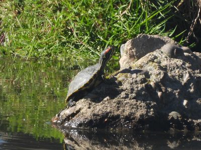 Painted Turtle — Raised-head basking pose with reflection