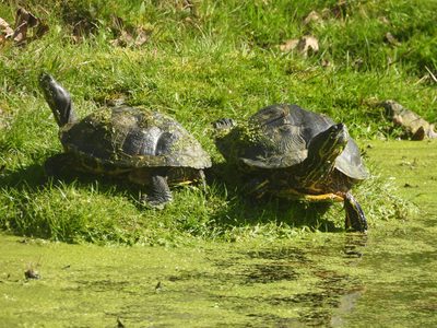 Painted Turtle — Two turtles basking together