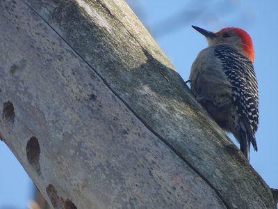 Red-bellied Woodpecker — On a dead snag, unobstructed