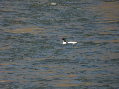 Common Merganser — Drake on open water (distant)