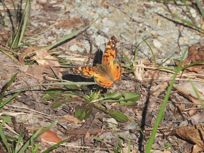 Painted Lady — Open wings on the ground
