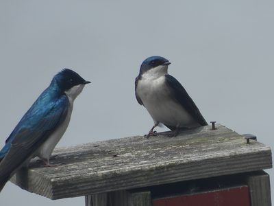 Tree Swallow — Pair at a nest box