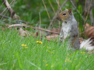 Eastern Gray Squirrel — Standing in grass with flowers