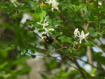 Bumblebee — On honeysuckle