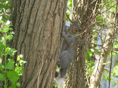 Eastern Gray Squirrel — Climbing a tree trunk