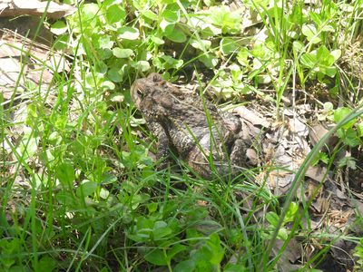 American Toad — Side profile in grass