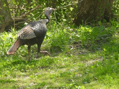 Wild Turkey — Side profile in woodland grass
