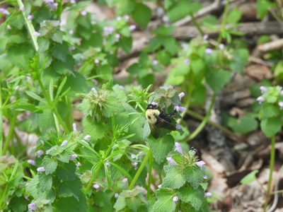 Bumblebee — On dead-nettle