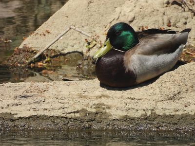 Mallard — Male resting on sand