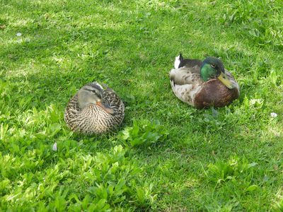 Mallard — Male and female pair in grass