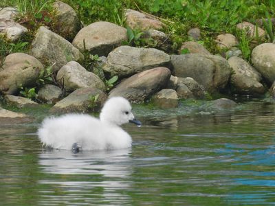 Mute Swan — Cygnet close-up