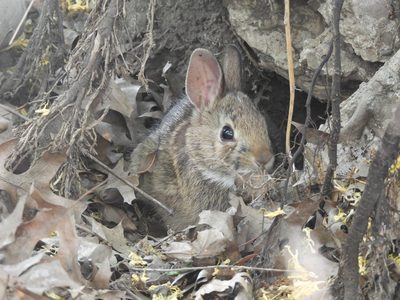 Eastern Cottontail