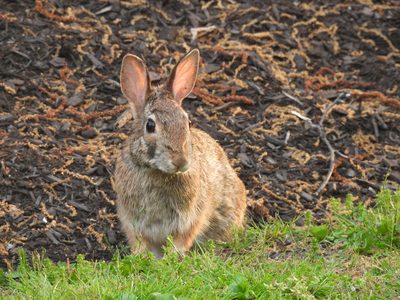 Eastern Cottontail — Alert upright pose, ears up