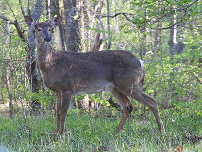 White-tailed Deer — Alert gaze in a sunlit forest