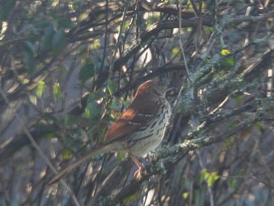 Brown Thrasher — Foraging in a spring thicket by the lake