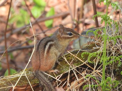 Eastern Chipmunk — On a mossy log with ferns