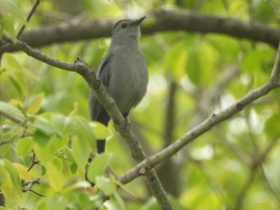 Gray Catbird — Perched portrait with soft bokeh