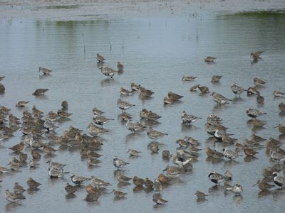 Mixed shorebird flock — Migration flock: Black-bellied Plover, Dunlin, and dowitchers