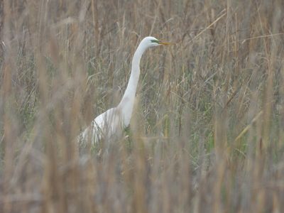 Great Egret — Among reeds, elegant pose