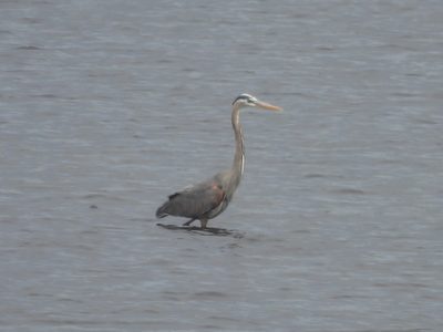 Great Blue Heron — Wading a wind-riffled shallow (distant)