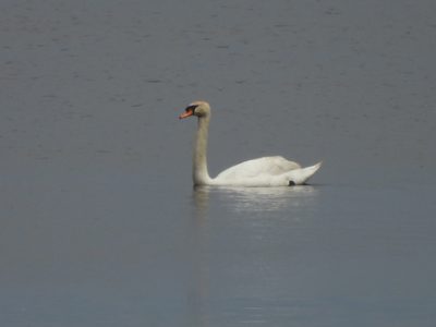 Mute Swan — Side profile with reflection
