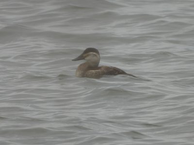 Ruddy Duck — Female on a grey chop (distant)