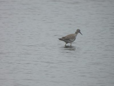 Yellowlegs — Wading a shallow flat; Greater vs Lesser uncertain at this range