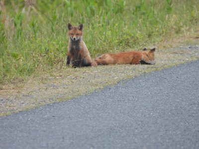 Red Fox — Two kits interacting