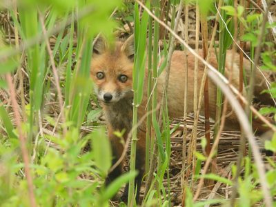 Red Fox — Kit peering through grass