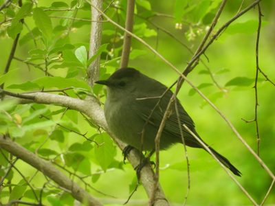 Gray Catbird — Perched in good light