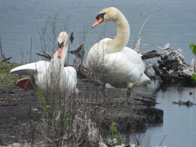 Mute Swan — Pair on the bank