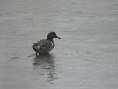 Green-winged Teal — Drake wading on a mudflat