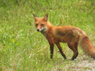 Red Fox — Alert adult portrait