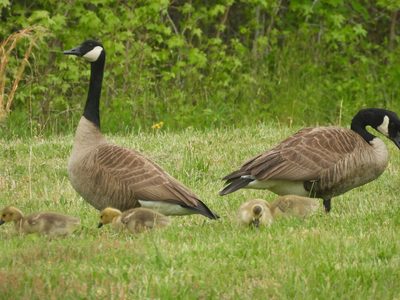 Canada Goose — Family with goslings on grass