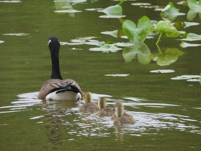 Canada Goose — Adult leading goslings among lily pads