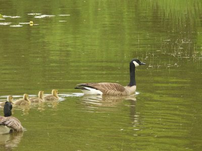 Canada Goose — Family swimming with goslings