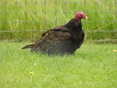 Turkey Vulture — Wild bird foraging on the ground at a safari park — free-ranging, not part of the collection