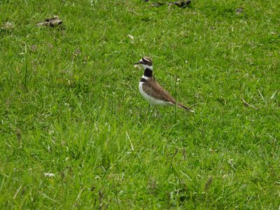 Killdeer — Alert in grass, double breast-band clearly visible