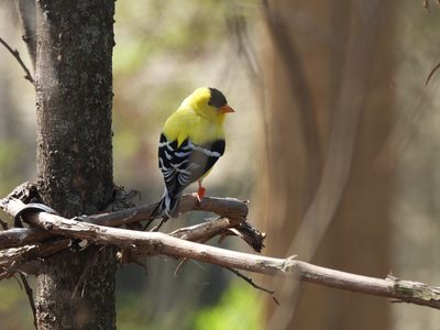 American Goldfinch — Breeding-plumage male on a bare branch