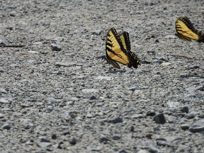 Eastern Tiger Swallowtail — Butterflies mud-puddling